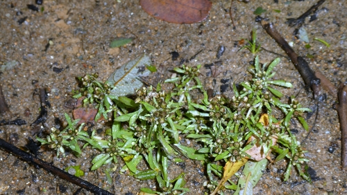 Gnaphalium uliginosum observed 2026-10-27
