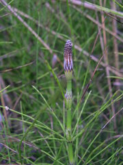 Equisetum × font-queri