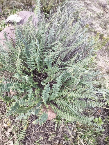 Acrostichum observed 2026-10-27