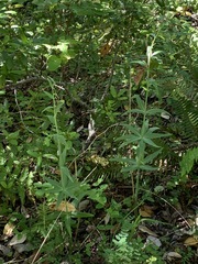 Lilium pardalinum pardalinum