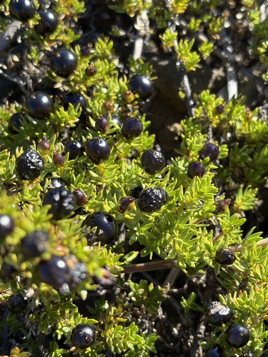 Coprosma ernodeoides observed 2026-10-26