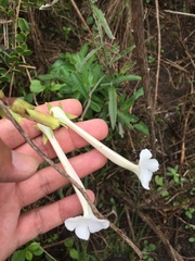 Sinningia tubiflora