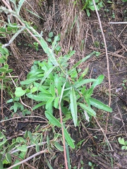 Sinningia tubiflora