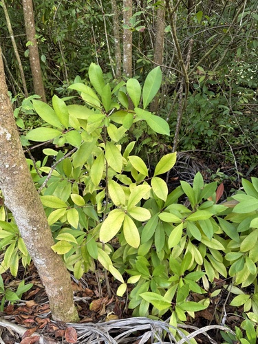 Ardisia observed 2026-10-27