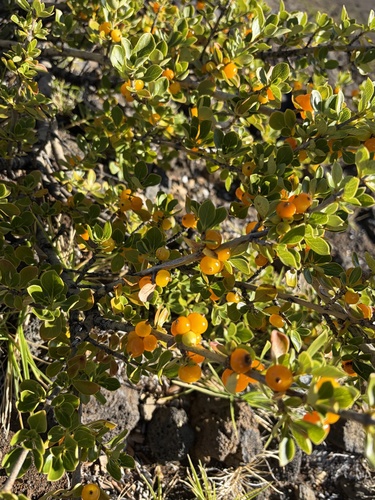 Coprosma montana observed 2026-10-26