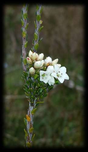Image of Epacris petrophila by (c) Russell Best, some rights reserved (CC BY)