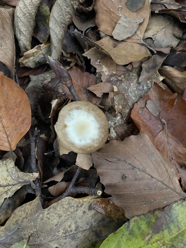 Rhodocollybia butyracea, 2026-10-27
