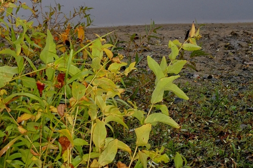 Lysimachia vulgaris, 2026-10-27
