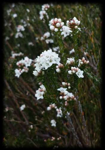 Image of Epacris petrophila by (c) Russell Best, some rights reserved (CC BY)