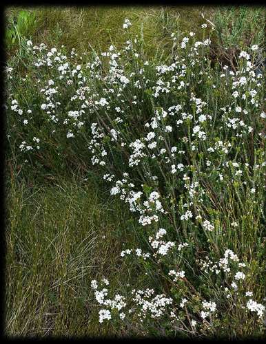 Image of Epacris petrophila by (c) Russell Best, some rights reserved (CC BY)