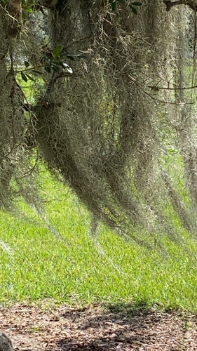 Tillandsia usneoides observed 2026-10-27