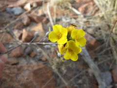 Physaria mendocina