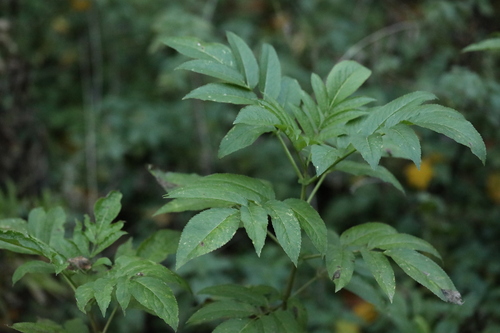 Sambucus ebulus observed 2026-10-27