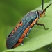 Southwestern Squash Vine Borer - Photo (c) Kimberlie Sasan, some rights reserved (CC BY-ND), uploaded by Kimberlie Sasan