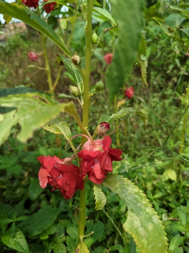 Impatiens balsamina observed 2026-10-27
