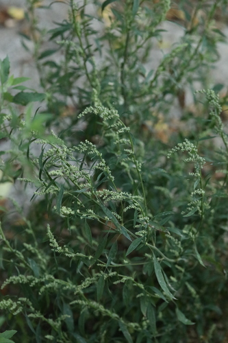 Atriplex observed 2026-10-27