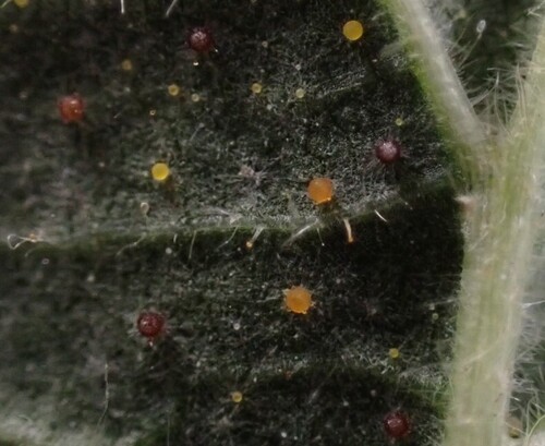 Phyllactinia guttata observed 2026-10-16