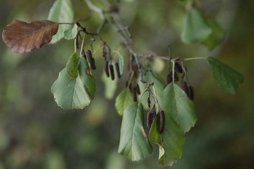 Alnus, 2026-10-27