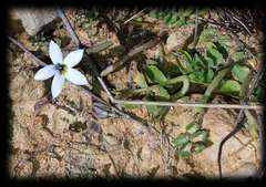 Lobelia pedunculata