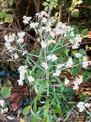 Pseudognaphalium obtusifolium observed 2026-10-27
