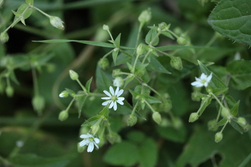 Stellaria observed 2026-10-27