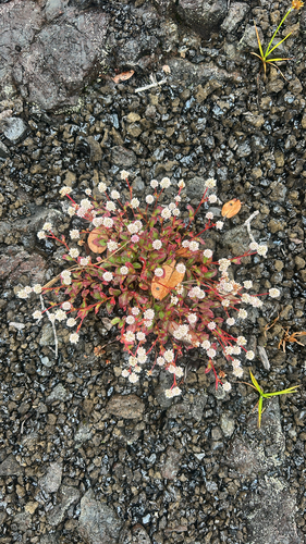 Persicaria capitata observed 2026-10-25