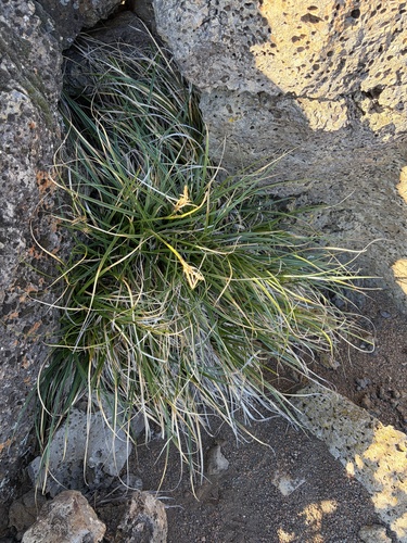 Carex wahuensis observed 2026-10-26