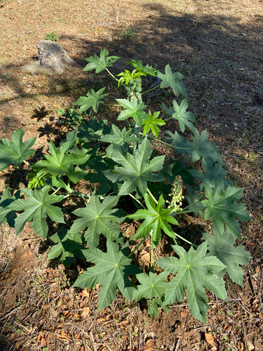 Ricinus communis observed 2026-10-27