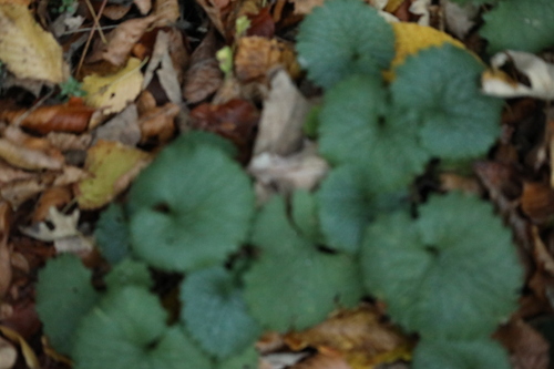 Cruciferae, 2026-10-27