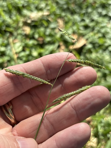 Paspalum dilatatum observed 2026-10-27