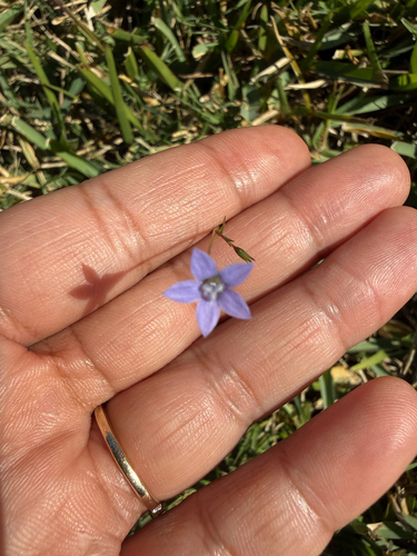 Wahlenbergia marginata observed 2026-10-27
