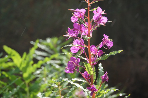 Epilobium observed 2026-10-27