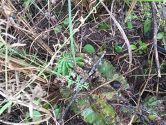 Echinopsis oxygona