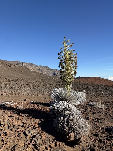Argyroxiphium sandwicense observed 2026-10-26