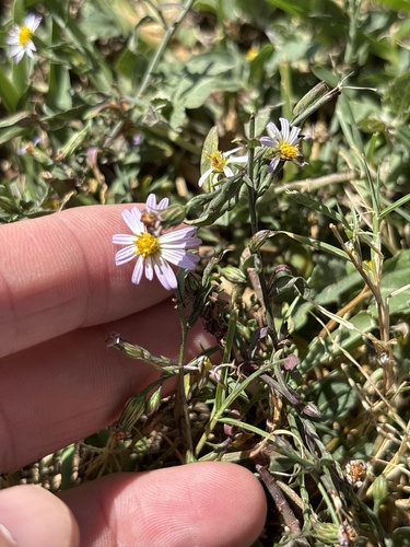 Symphyotrichum subulatum observed 2026-10-27