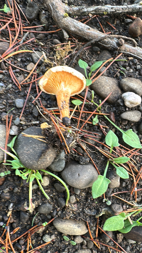 Cantharellus observed 2026-10-27