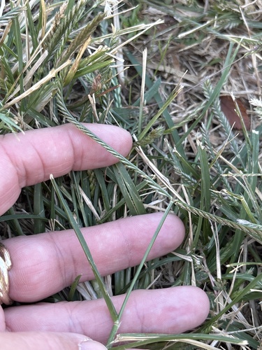 Eleusine indica observed 2026-10-27