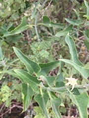 Araujia brachystephana