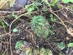 Echinopsis oxygona