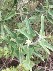 Araujia brachystephana