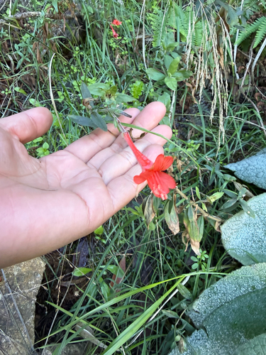 Epilobium observed 2026-10-27