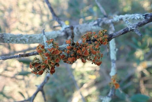 Lobaria observed 2026-10-27