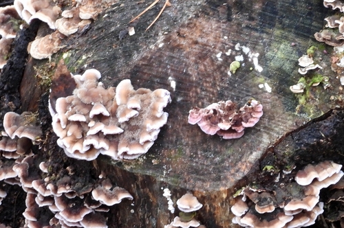 Chondrostereum purpureum, 2026-10-27