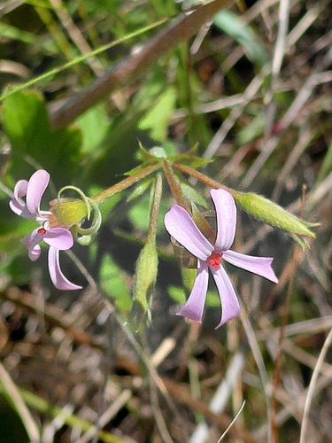 Pelargonium observed 2026-10-27