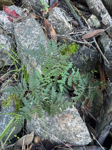 Pentagramma triangularis observed 2026-10-27
