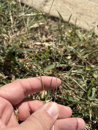 Digitaria observed 2026-10-27