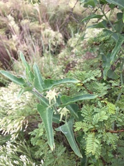 Araujia brachystephana