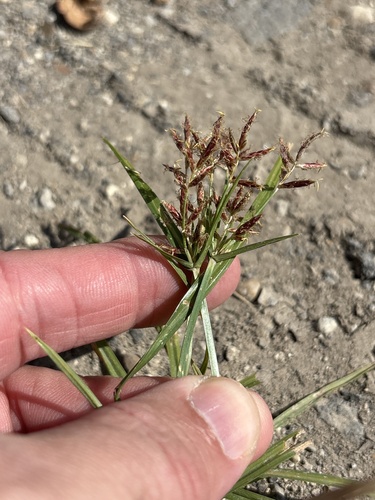 Cyperus rotundus observed 2026-10-27