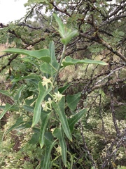 Araujia brachystephana