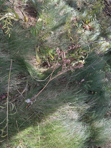 Pteridium aquilinum observed 2026-10-27